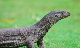 印度巨蜥爆料视频大全,揭秘神秘生物全纪录