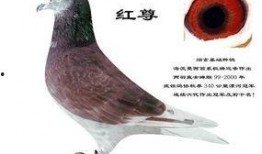 武汉鸽子最新爆料消息,揭秘城市生活新动态